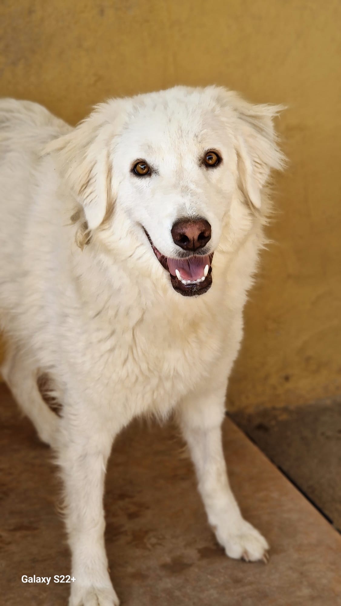 Kira