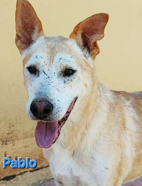 Pablo