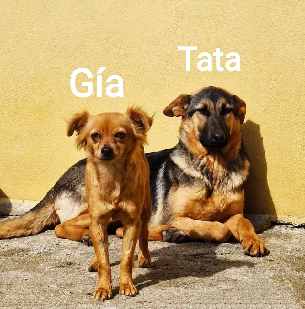 Gia