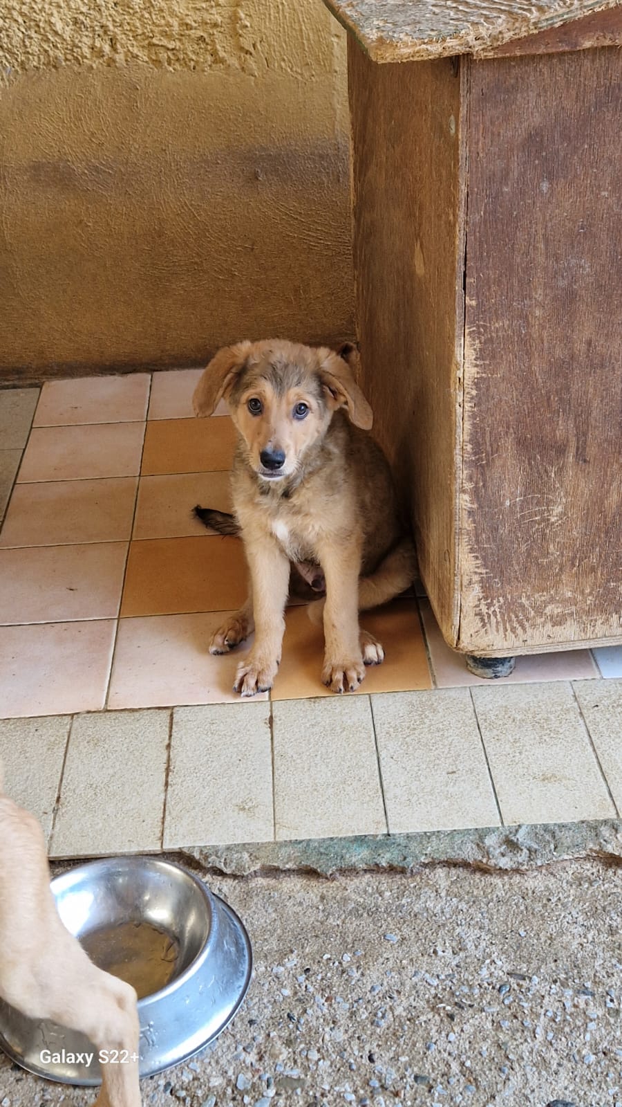 Ares