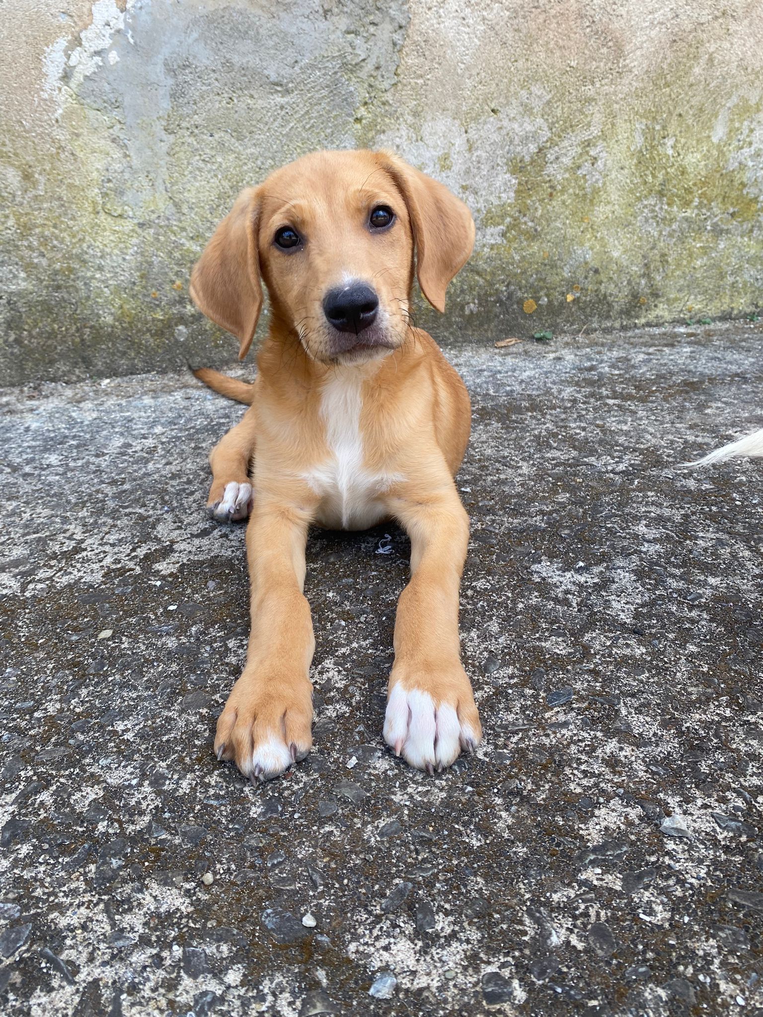 Poseidone