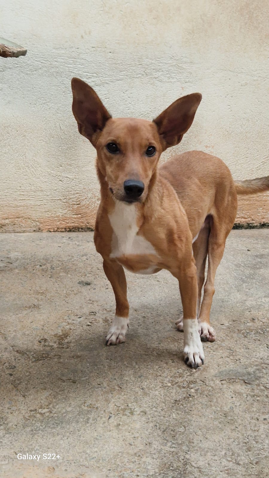 Camillo