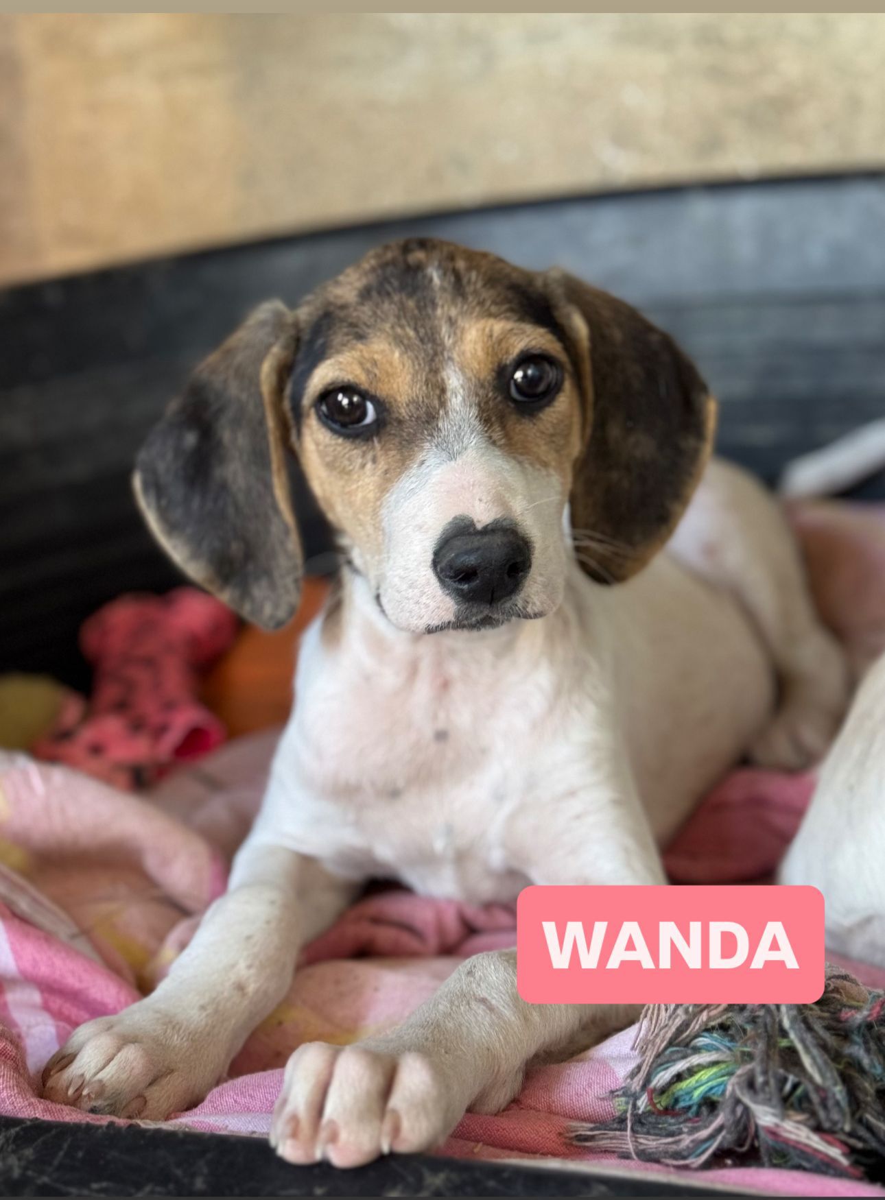 Wanda