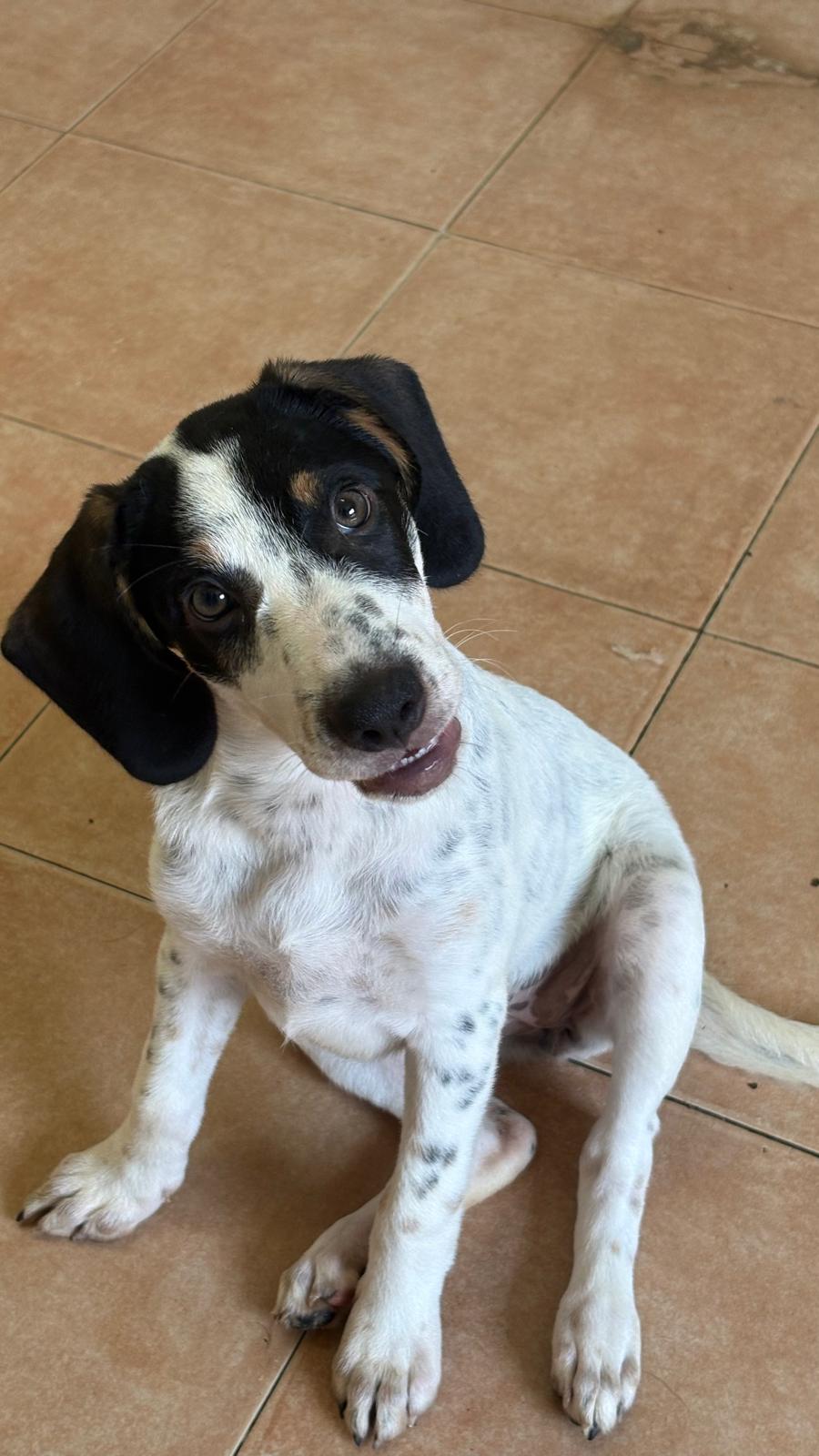 Elsa