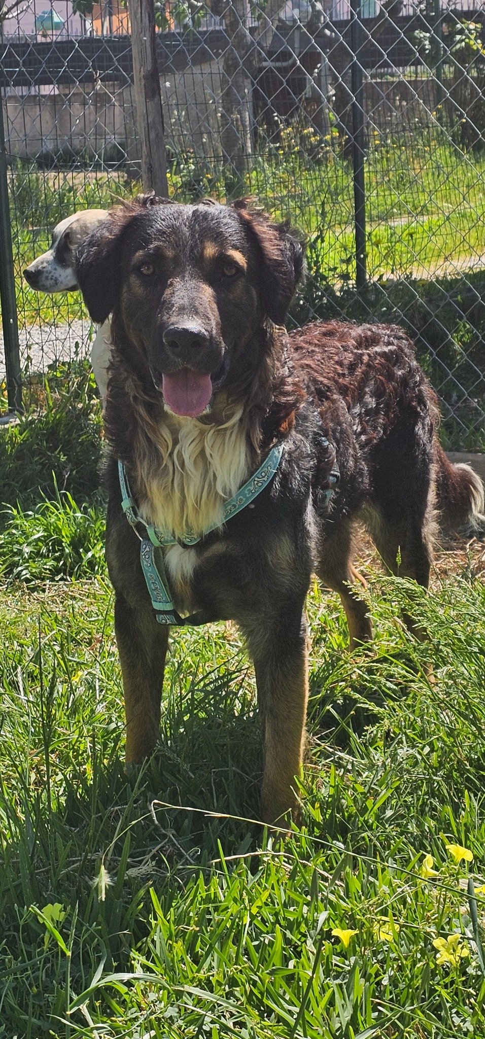 Juno