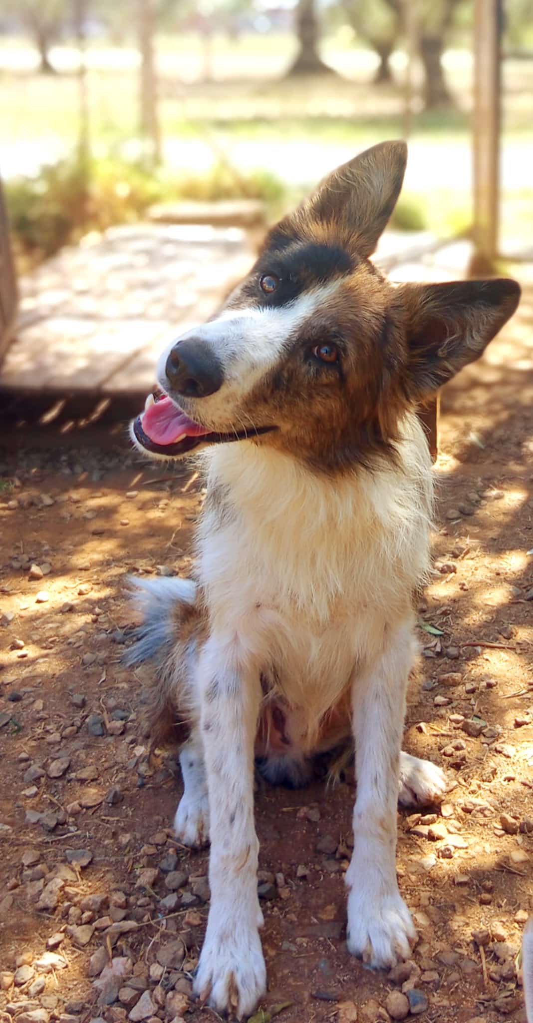 Elvis
